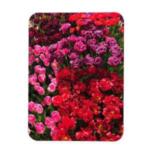 Red, Purple & Pink Tulip Garden Bed, Oregon Magnet