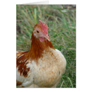 Red Pyle OEG Bantam Rooster