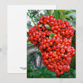 Red Pyracantha Berries Dankeskarte (Vorne/Hinten)