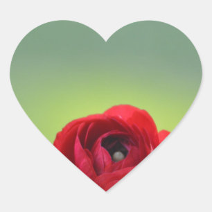 Red Ranunculus Blossom Herz-Aufkleber