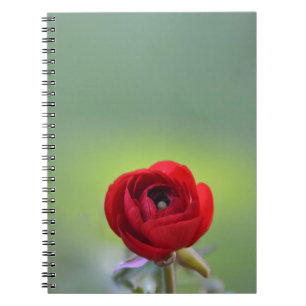 Red Ranunculus Blossom Notizblock