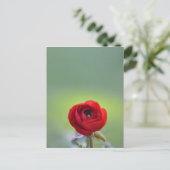 Red Ranunculus Blossom Postkarte (Stehend Vorderseite)