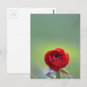 Red Ranunculus Blossom Postkarte (Vorne/Hinten)