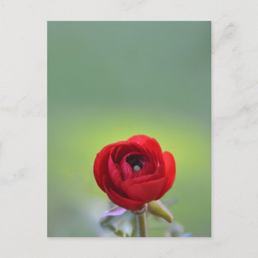 Red Ranunculus Blossom Postkarte (Vorderseite)