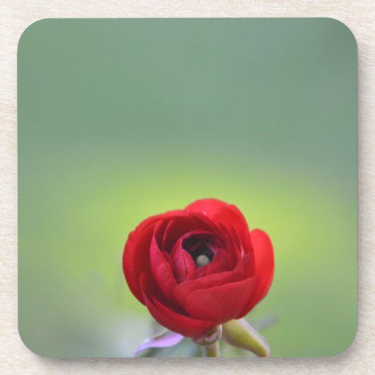 Red Ranunculus Blossom Untersetzer (Vorderseite)
