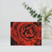 Red Ranunculus Blume Closeup Farbenfrohe Blüte Postkarte (Stehend Vorderseite)