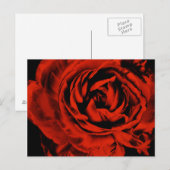 Red Ranunculus Blume Closeup Farbenfrohe Blüte Postkarte (Vorne/Hinten)