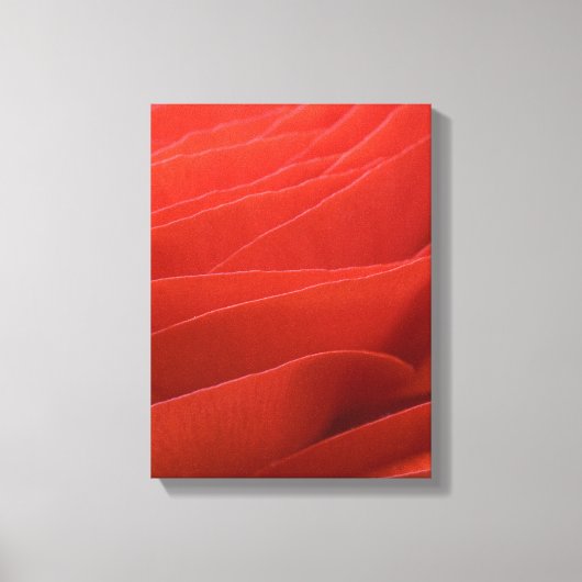 Red Ranunculus Blume Petals Leinwanddruck (Vorderseite)