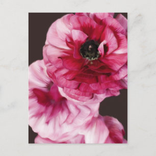 Red Ranunculus Postkarte