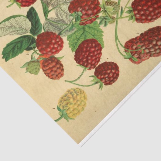 Red Raspberry Script Ephemera Decoupage Seidenpapier (Ausschnitt)