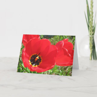 Red Red Red Tulips-Birthday Karte