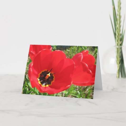 Red Red Red Tulips-Birthday Karte (Vorderseite)