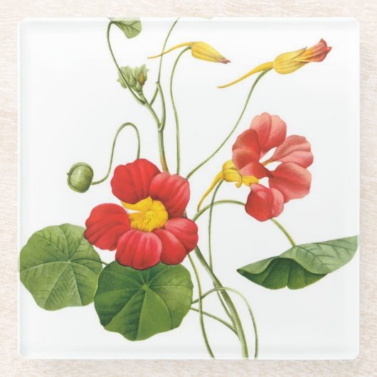 Red Redoute Blume Glass Untersetzer (Vorderseite)