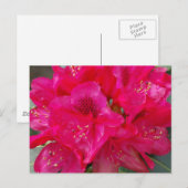 Red Rhododendron Postcard Postkarte (Vorne/Hinten)