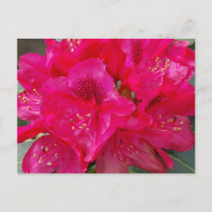 Red Rhododendron Postcard Postkarte