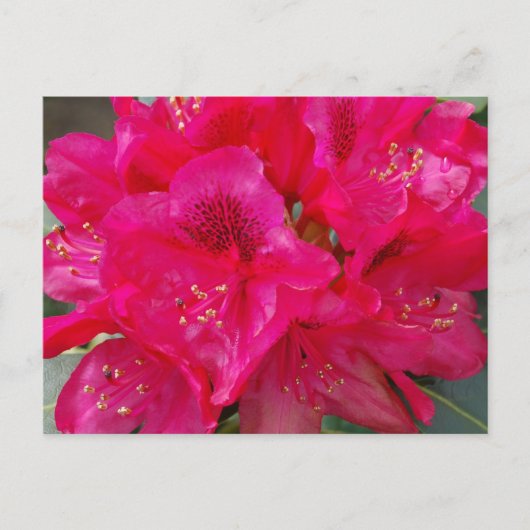 Red Rhododendron Postcard Postkarte (Vorderseite)