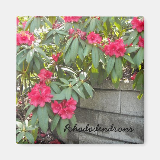 Red Rhododendrons Magnet (Vorne)