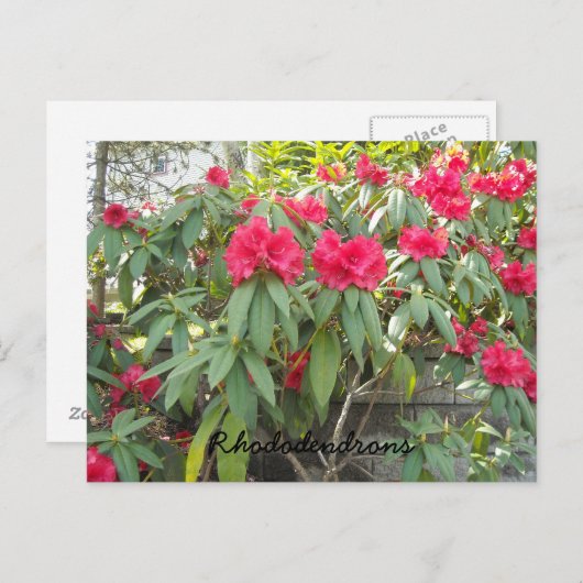 Red Rhododendrons Postkarte (Vorne/Hinten)