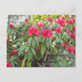 Red Rhododendrons Postkarte (Vorderseite)