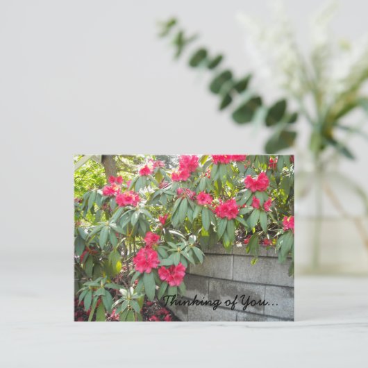 Red Rhodos - Denken Sie an Sie... Postkarte (Stehend Vorderseite)