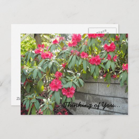 Red Rhodos - Denken Sie an Sie... Postkarte (Vorne/Hinten)