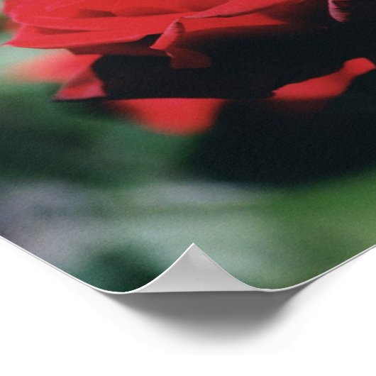 Red Rise Poster Print (Ecke)