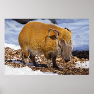 Red River Hog im Schnee Poster