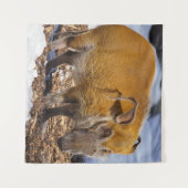 Red River Hog im Schnee Wandteppich (Vorderseite (Horizontal))