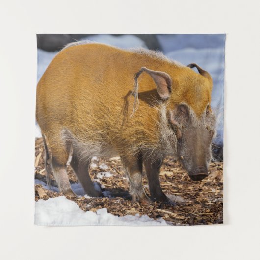 Red River Hog im Schnee Wandteppich (Vorderseite)