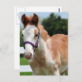 Red Roan Colt Postkarte (Vorne/Hinten)