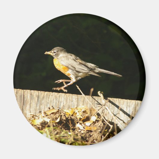 Red Robin Bobbin Magnet (Vorne)