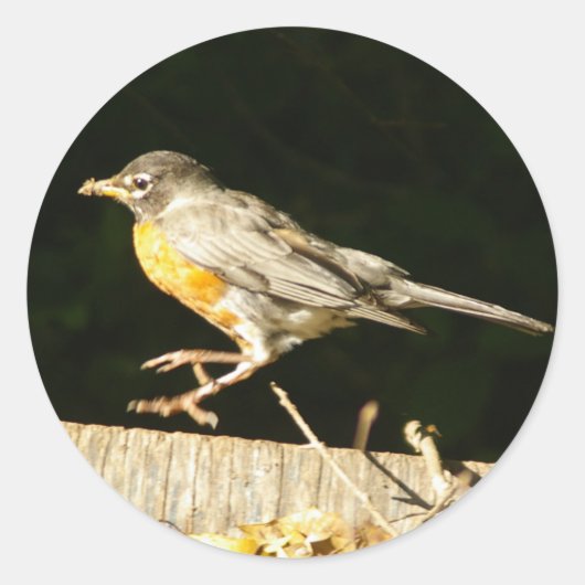 Red Robin Bobbin Runder Aufkleber (Vorderseite)