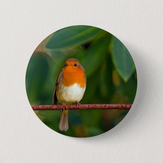 Red ROBIN Button (Vorderseite)