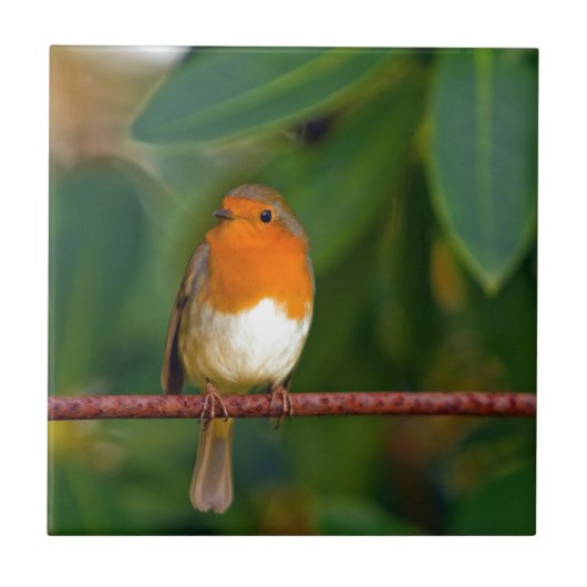 Red ROBIN Fliese (Vorderseite)