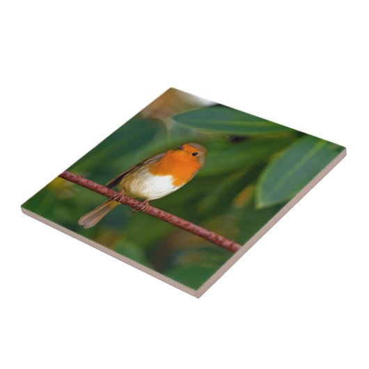 Red ROBIN Fliese (Seite)