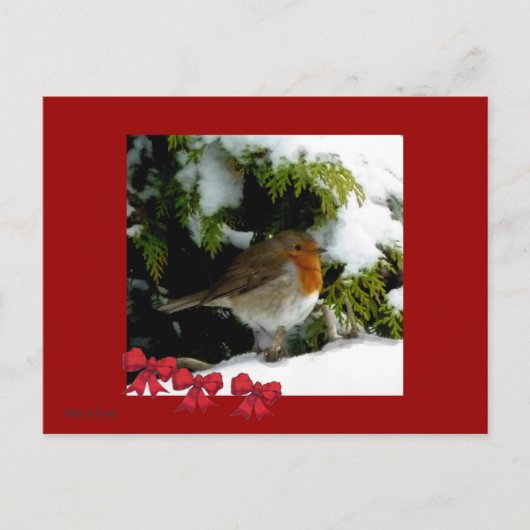 Red Robin Postcard Postkarte (Vorderseite)