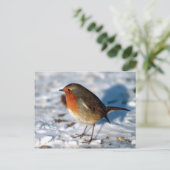 Red Robin Vogel Postcard Postkarte (Stehend Vorderseite)