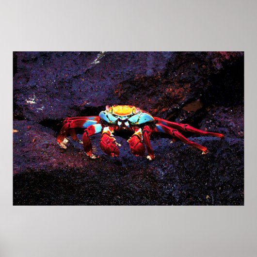 Red Rock Crab Poster (Vorne)