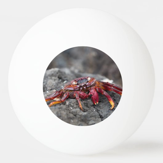 Red rock crab tischtennisball (Rückseite)