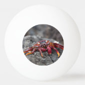 Red rock crab tischtennisball (Vorderseite)