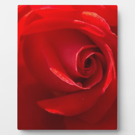 Red-Rose-3.jpg Fotoplatte