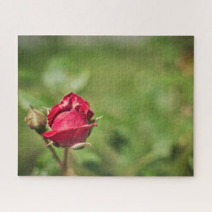 Red Rose Blossom romantic garden Puzzle