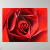 Red Rose Elegance Poster (Vorne)