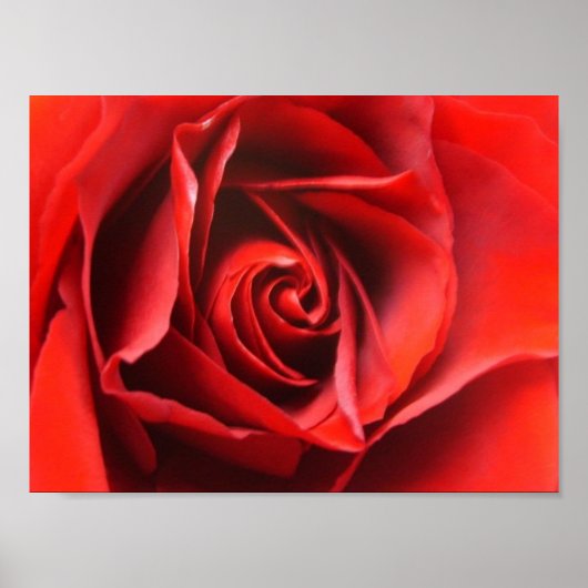 Red Rose Elegance Poster (Vorne)
