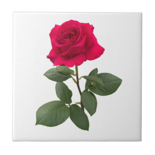 Red Rose Fliese