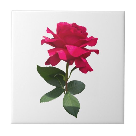 Red Rose Fliese (Vorderseite)