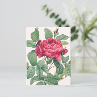 Red Rose Flowers with Green Leaves Postkarte