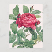 Red Rose Flowers with Green Leaves Postkarte (Vorderseite)