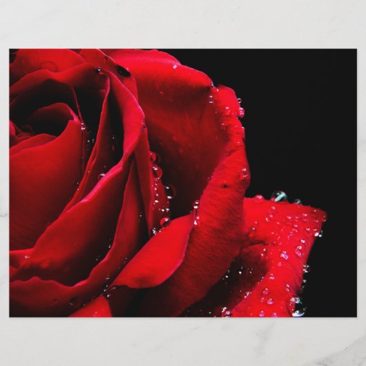 Red Rose Flyer (Vorne)