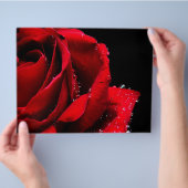 Red Rose Flyer (Hand)
